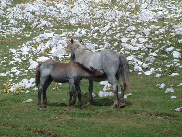 Animali al pascolo